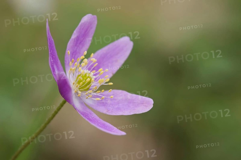 Wood Anemone