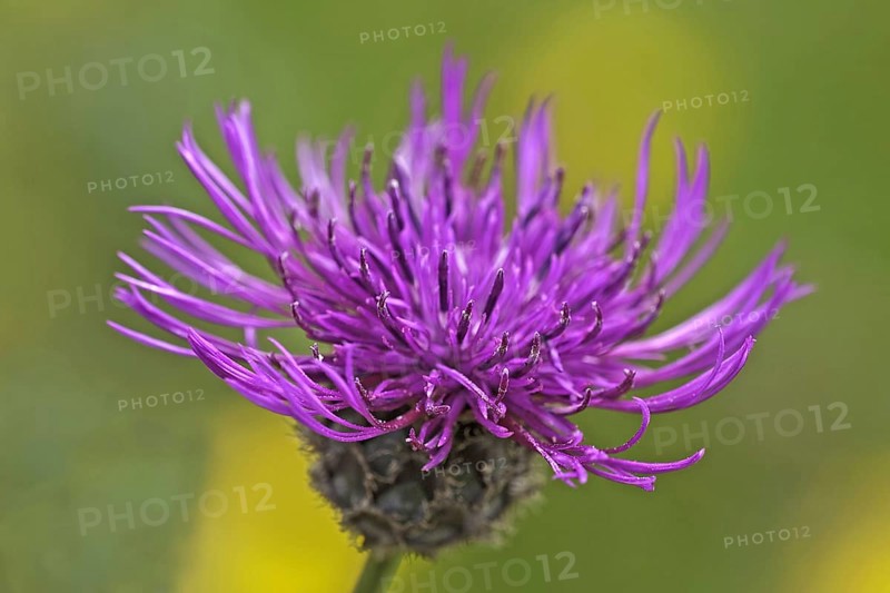 Greater greater knapweed