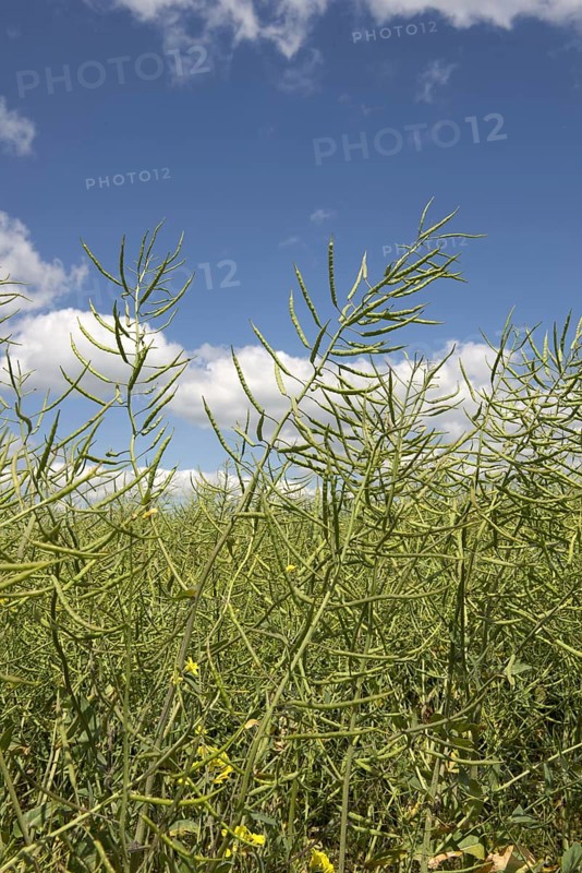 Oilseed Rape