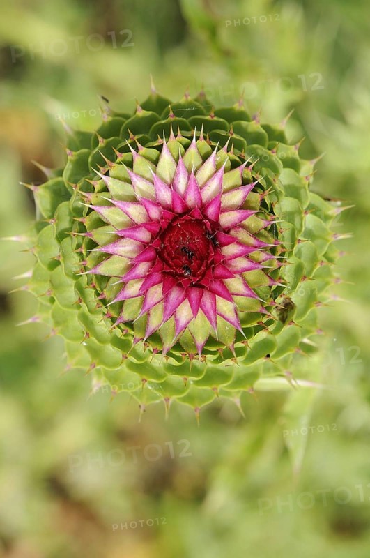 Musk Thistle