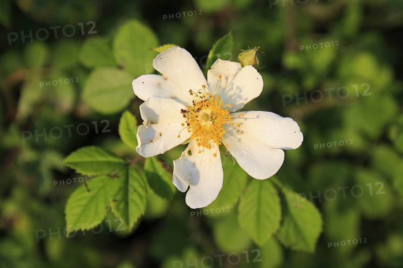 Field rose