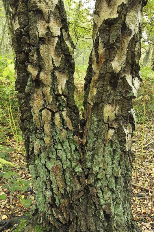 Silver Birch