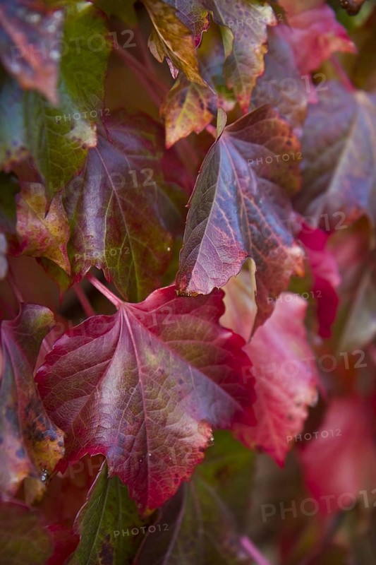 Japanese Creeper