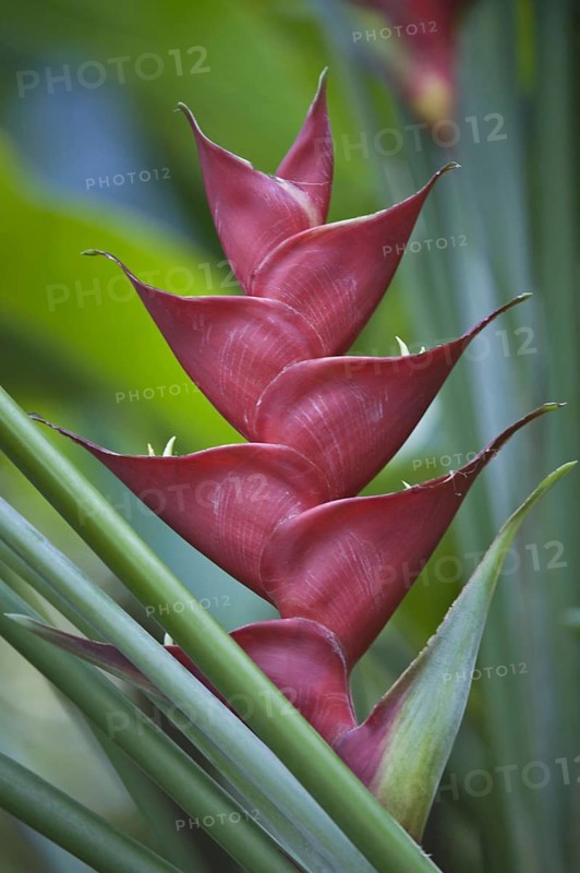 Heliconia