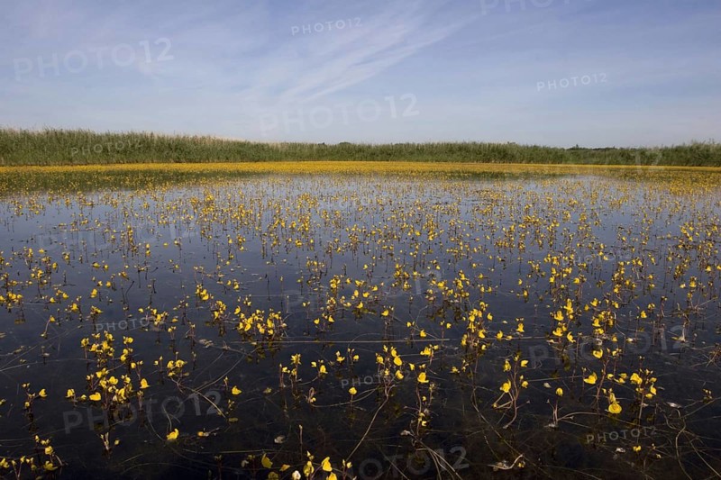 Common Bladderwort