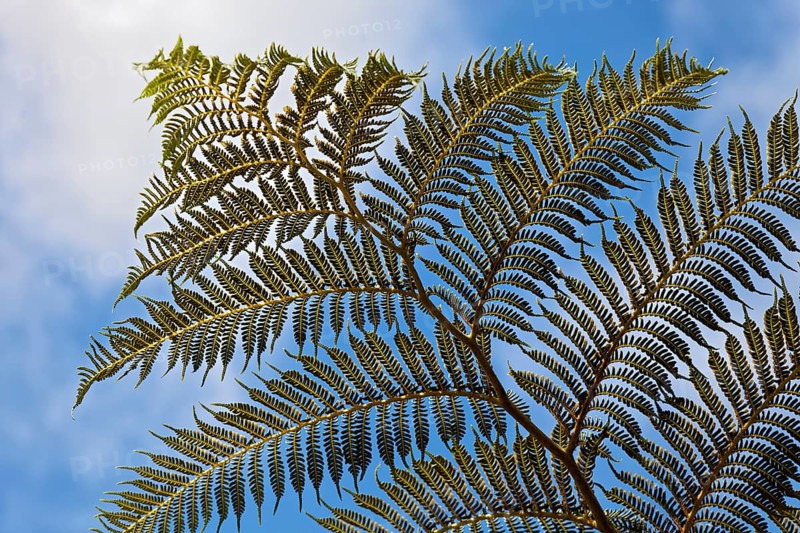 Leaf tree fern