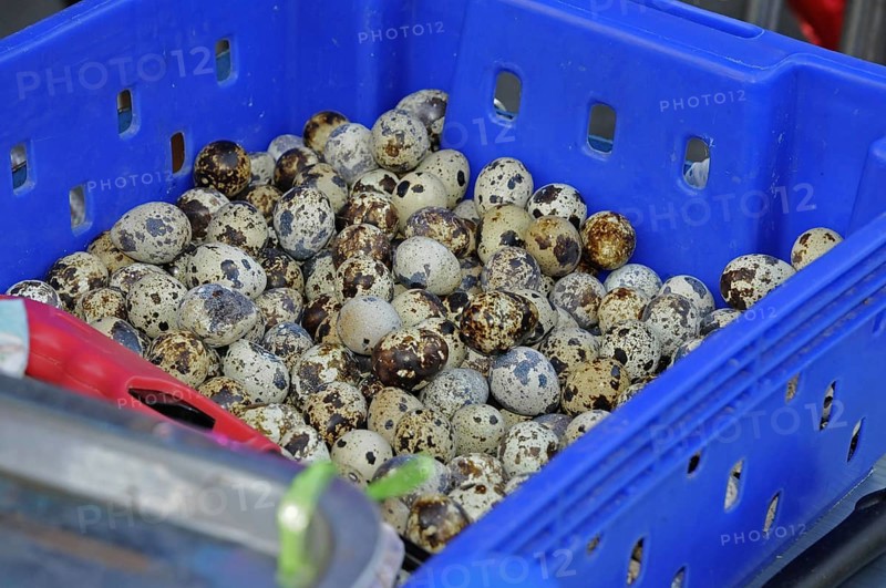 Quail eggs at Thai market