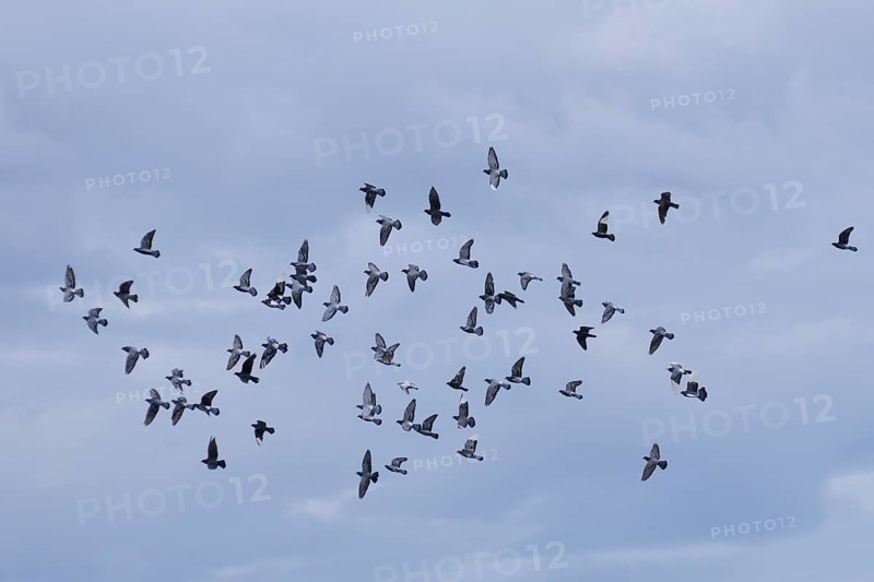 Domestic Pigeons