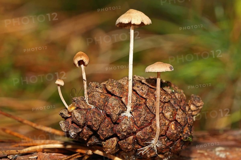 Mild pine cone fungus