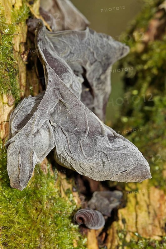 Jew's ear