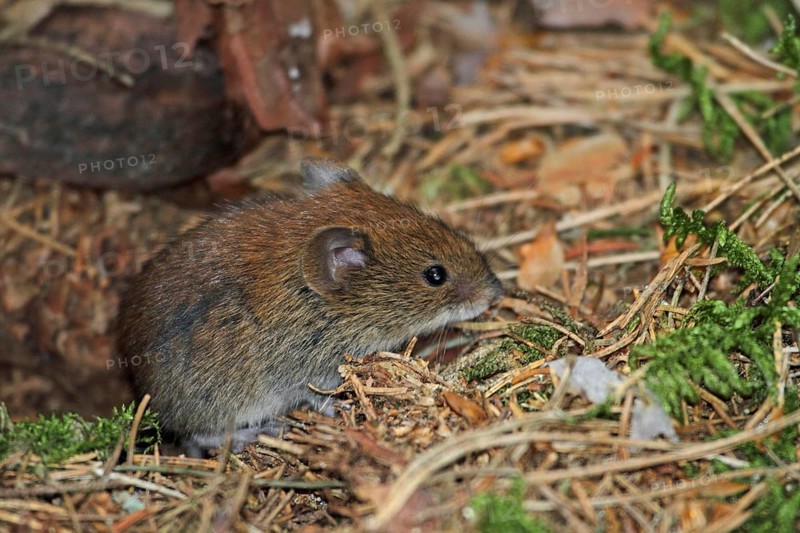 Red-backed vole