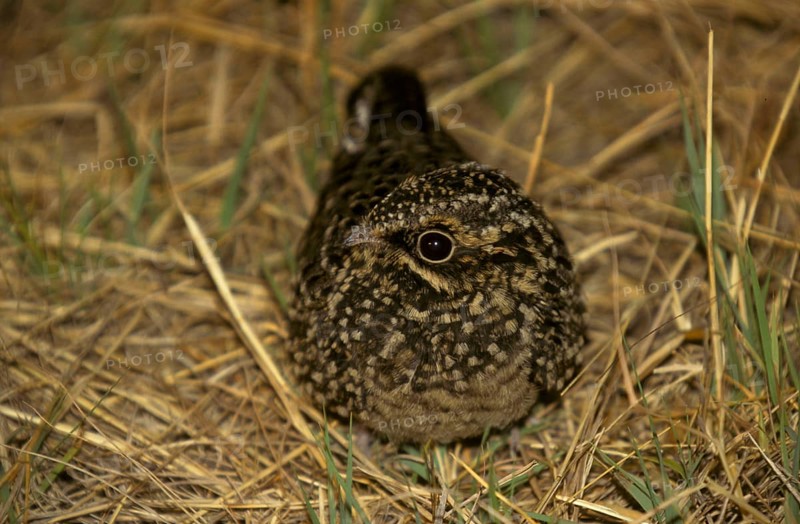Natal Nightjar
