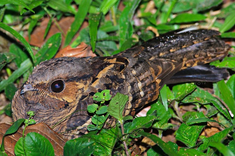 Rusty Nightjar
