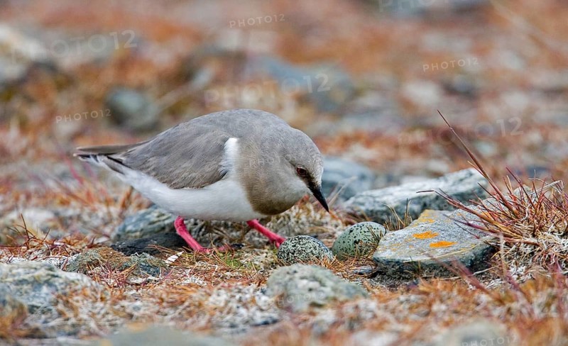 Magellanic Plover