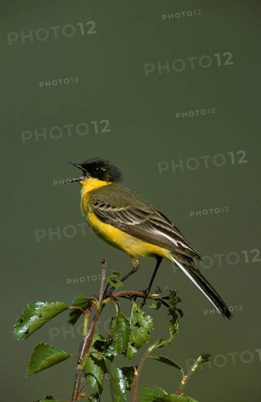 Yellow Wagtail