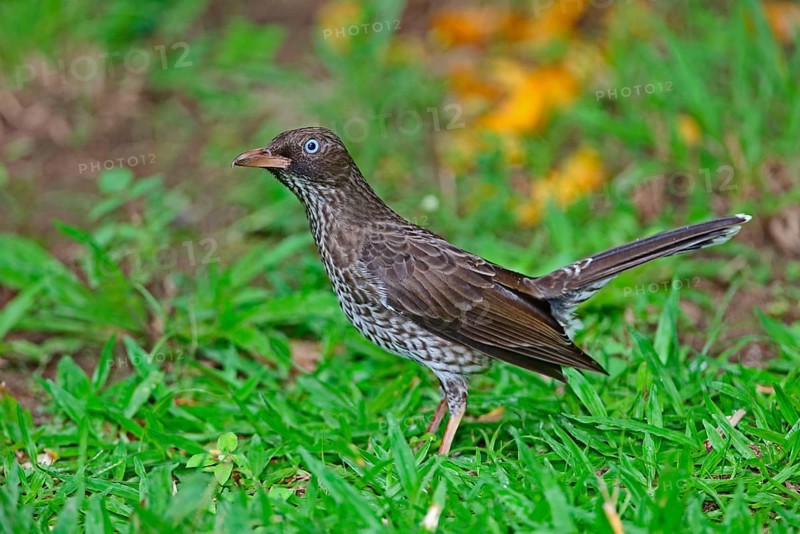 Pearly-eyed Thrasher
