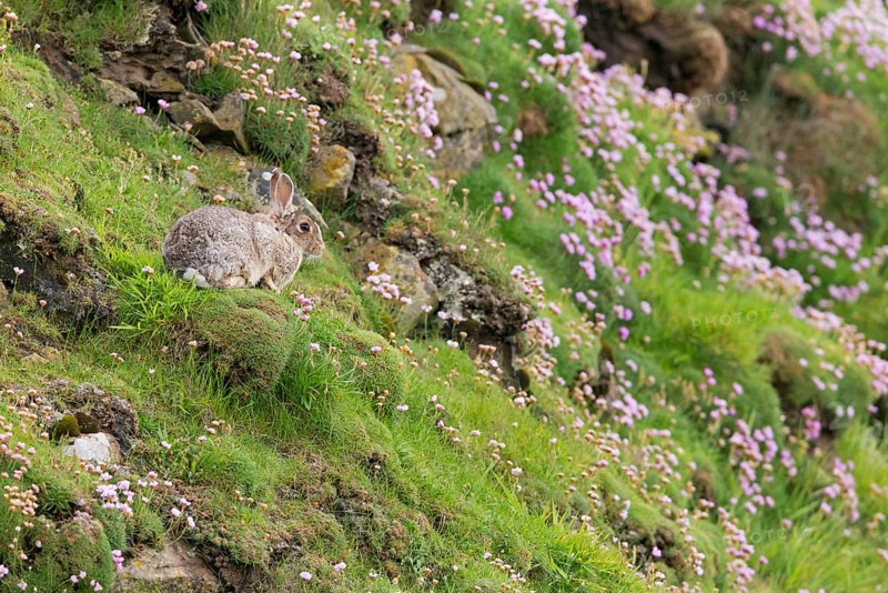 European Rabbit