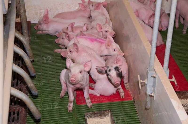 Pig farming
