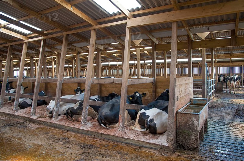 Domestic Cattle