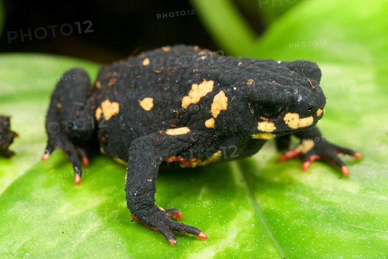 Black Toad