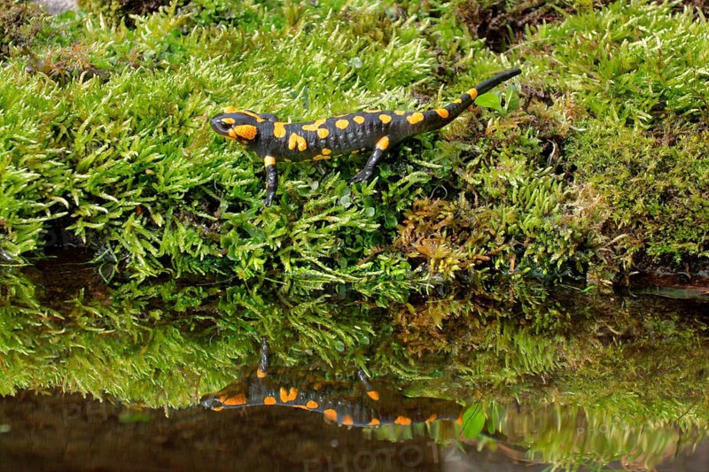 Fire salamander