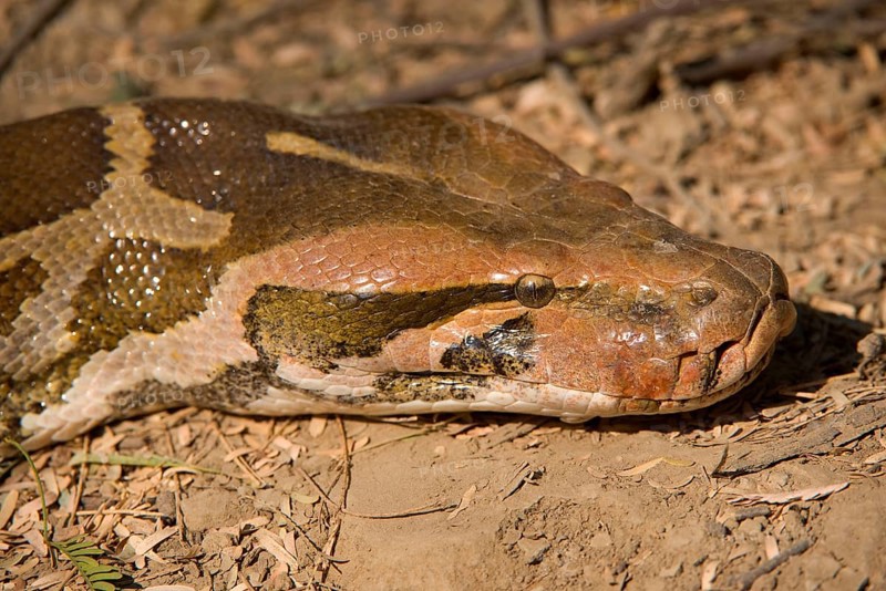 Indian Python