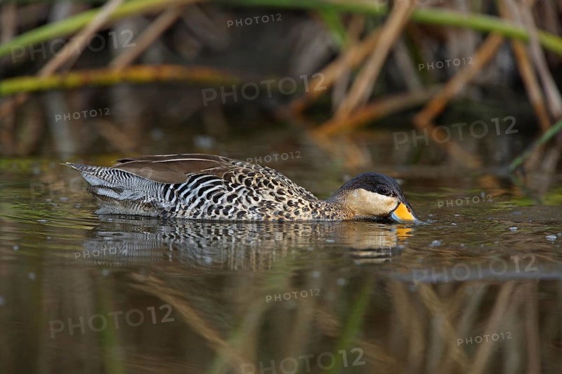 Silver Duck