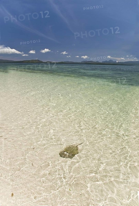 Mangrove horseshoe crab