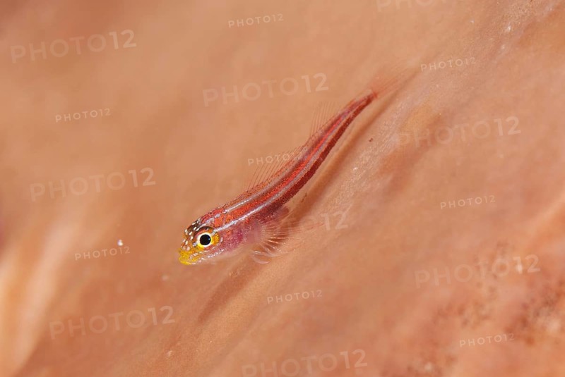 Striped triplefin