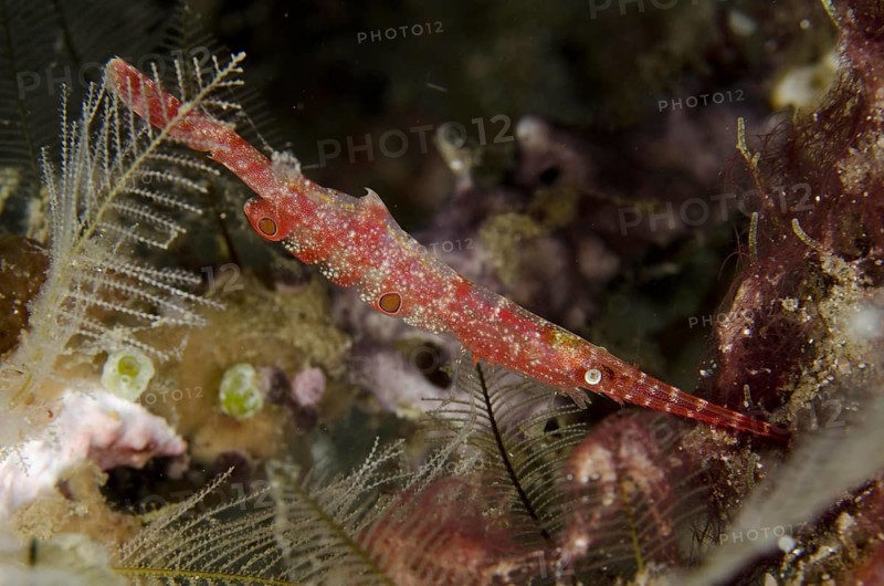 Ocellated Tozeuma Shrimp