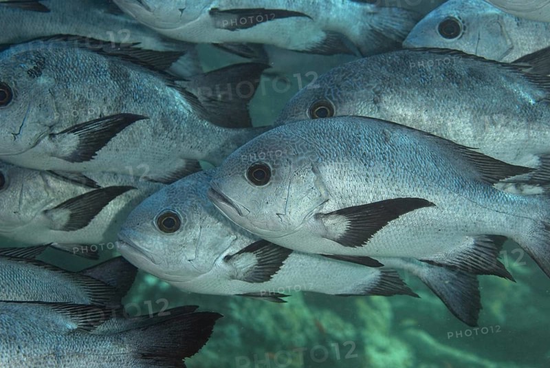 Black and white snapper