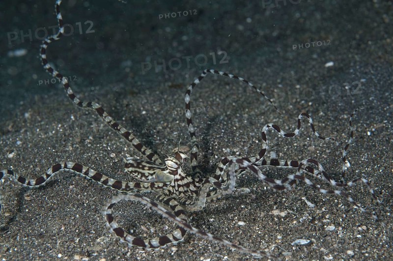 Mimic Octopus