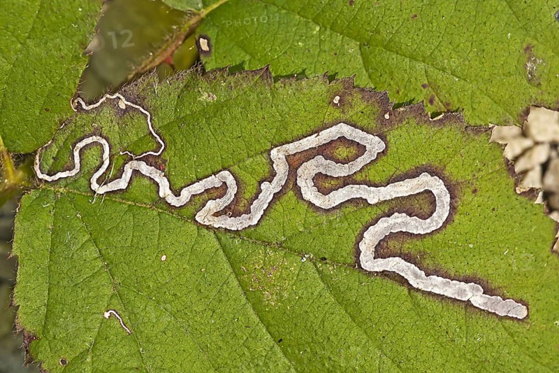 Nepticulidae