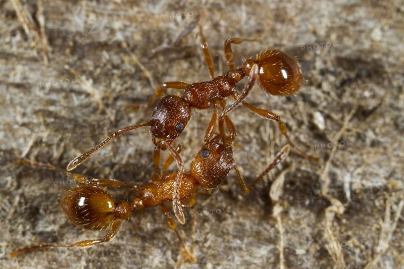 Red garden ant