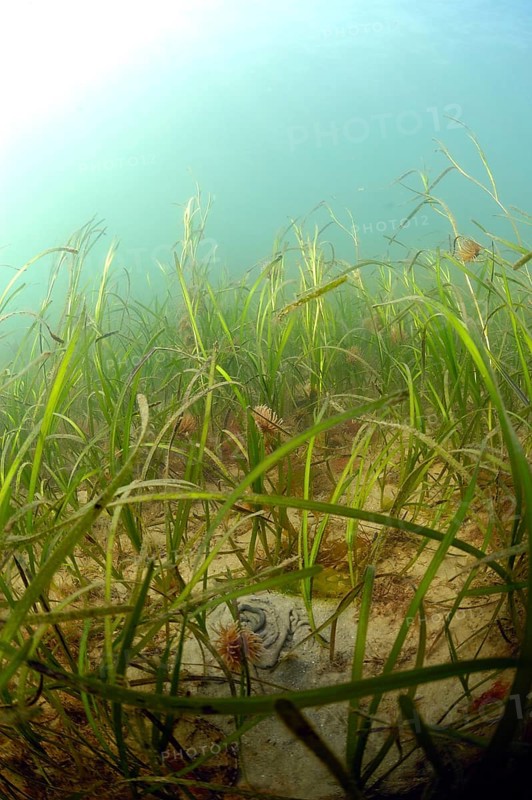 Common eelgrass