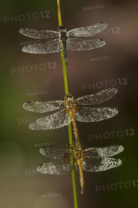 Black Darter