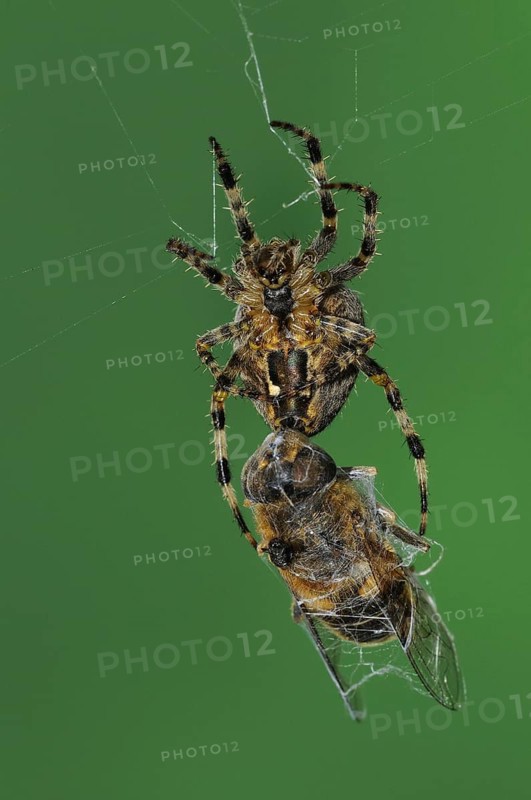 Garden cross spider