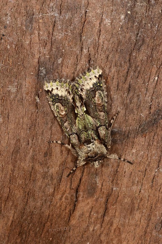 Green-brindled crescent
