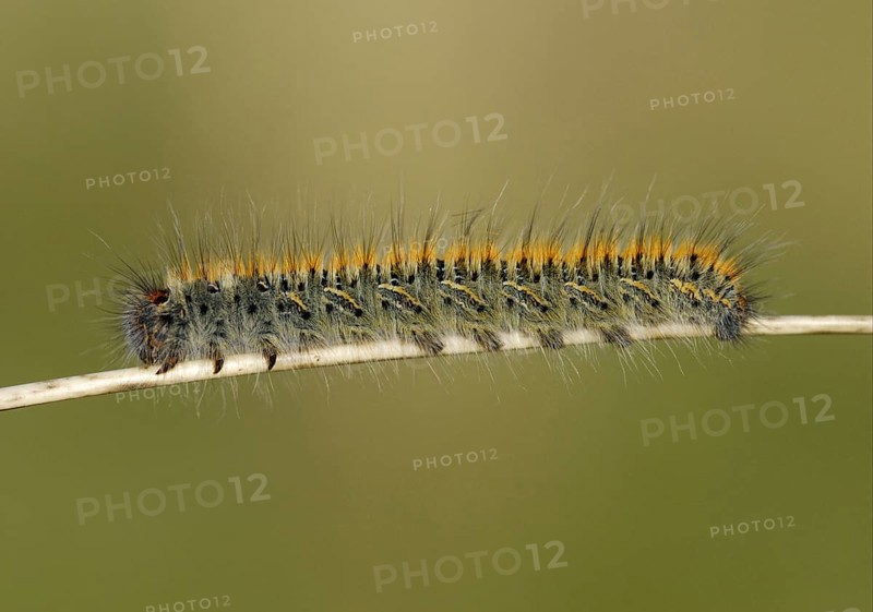 Grass Eggar
