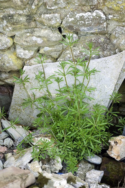 Cleavers