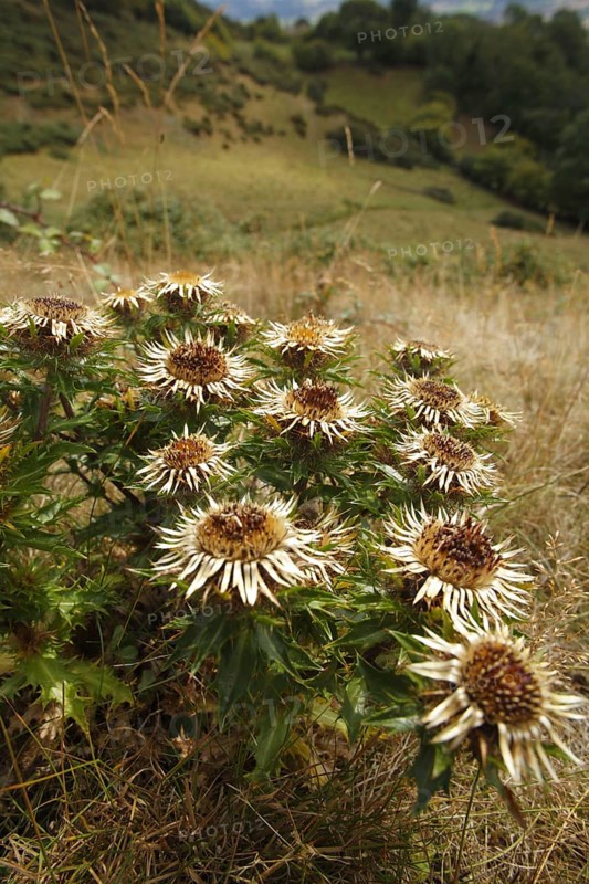 Carline carline thistle