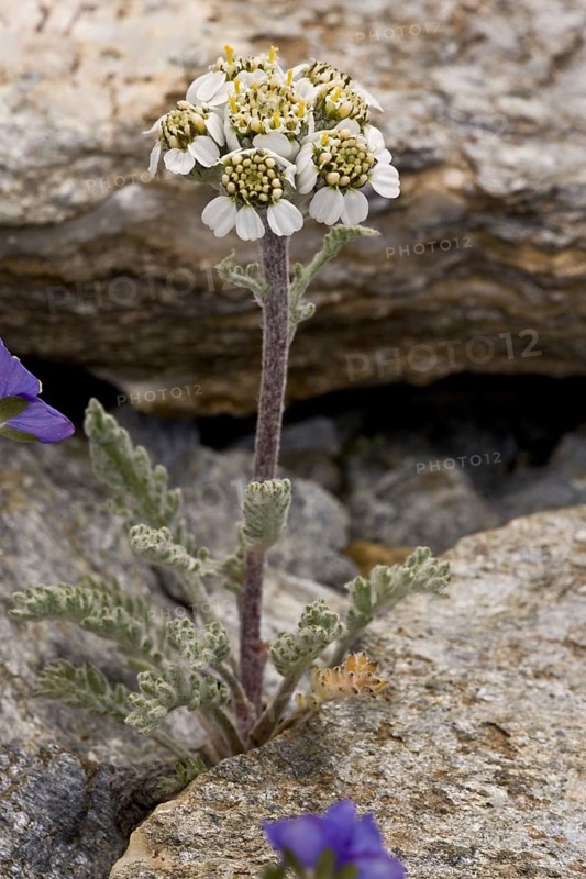 Dwarf Alpine Yarrow