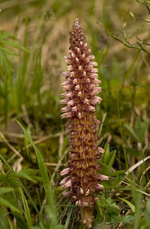 Rhodope Toothwort