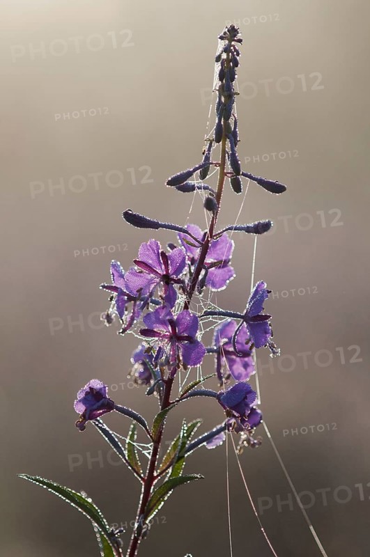 Chamerion angustifolium