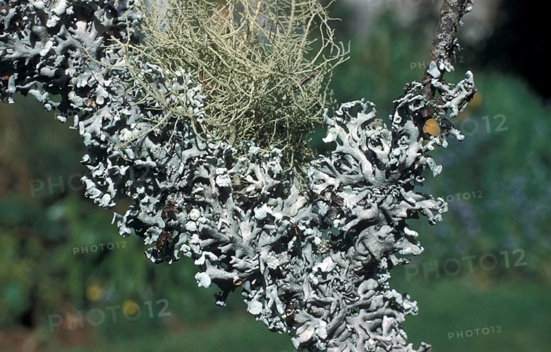 Two common lichens