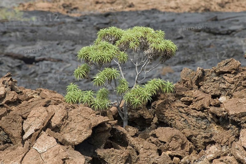 Stewart's Scalesia an endemic tree of Galapagos