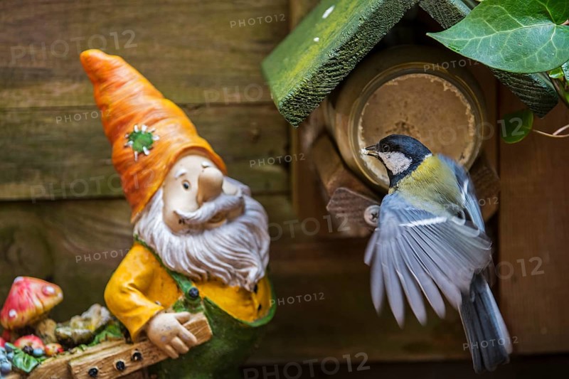Garden gnome and great tit
