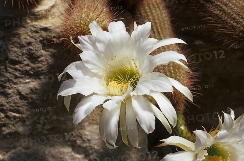 Cactus