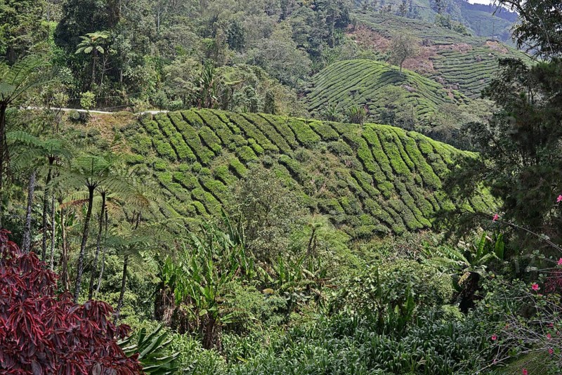 Tea Plantation