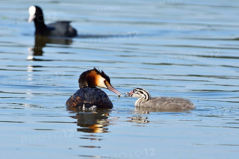 Great Crested Grebe